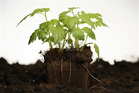 一株植物|園芸用語の「株」の意味と使い方 